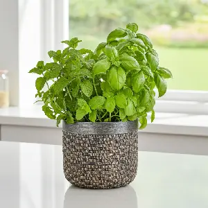 Kvetináč DAMICA SMALL BIG