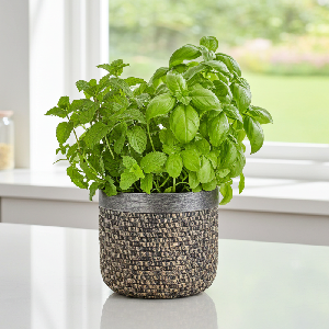 Kvetináč DAMICA SMALL MIDDLE